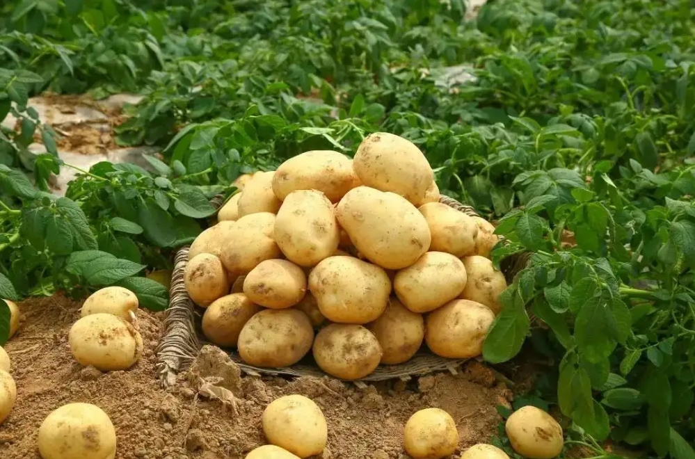 马铃薯全程施肥方案